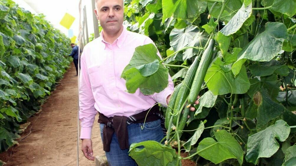 Fco . Rodríguez; Fitó, Almería|Berenjena semilarga negra|Berenjena Nerea|Tomate Ateneo, Fitó|Tomate Ateneo, Fitó